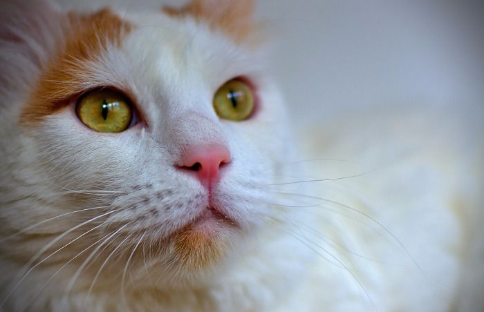 Gato van turco blanco