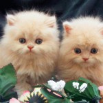Cuidados del bebé de gato persa Tabby