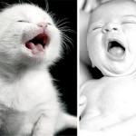 Gatitos bebé y bebés con sueño #cutenessoverload