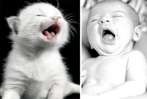 Gatitos bebé y bebés con sueño #cutenessoverload