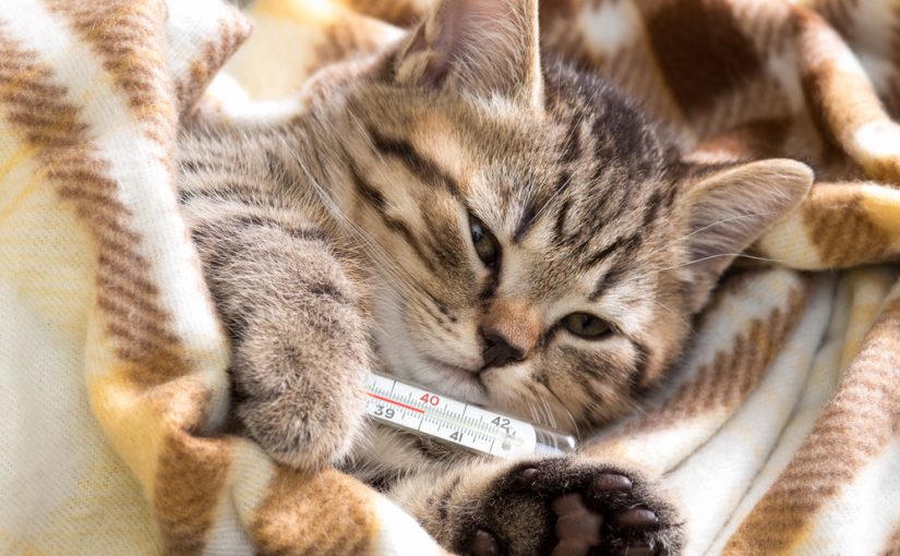 Gripe en los gatos nacidos: todo que necesitas saber Mundo Gato