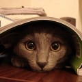 Curiosidades de gatos