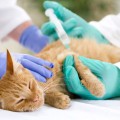 ¿Cuáles son las vacunas para gatos obligatorias?