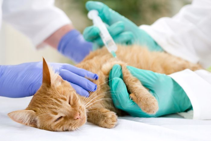 ¿Cuáles son las vacunas para gatos obligatorias?