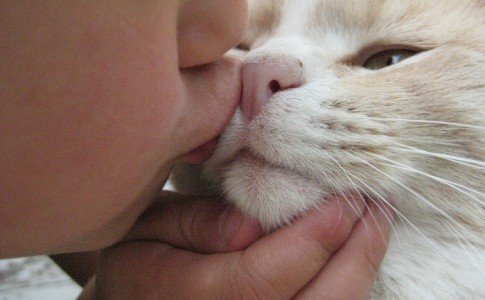 El periodo de adaptación de los gatos adoptados