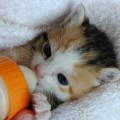 Cómo hacer leche para un gato bebé