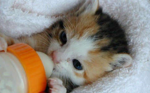 Cómo hacer leche para un gato bebé