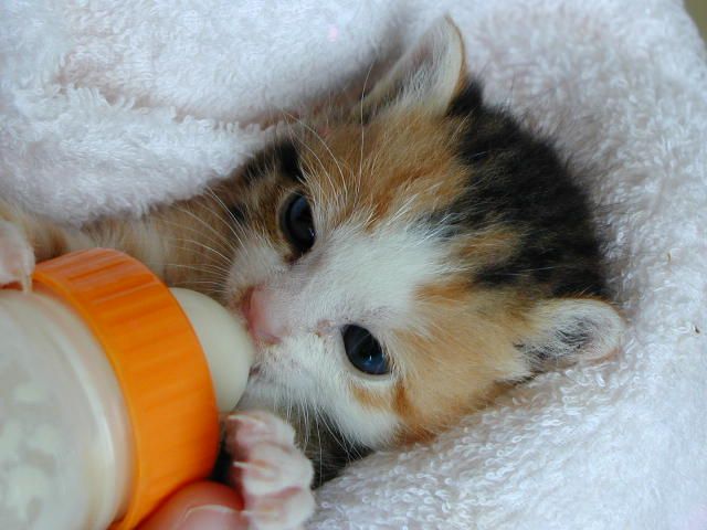 Percibir Disparidad Grillo La mejor leche para los gatos recién nacidos | Mundo Gato