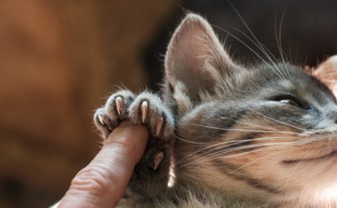 Consejos para limpiar las uñas de tu gato