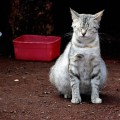 La gestación de un gato: cuidados y atenciones