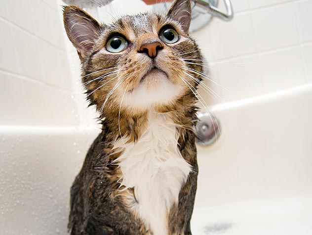 Cómo bañar a un gato y no morir en el intento