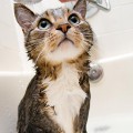 ¿Es necesario bañar a los gatos?
