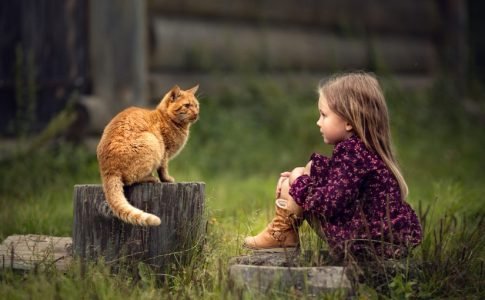 ¿A quién quieren los gatos?