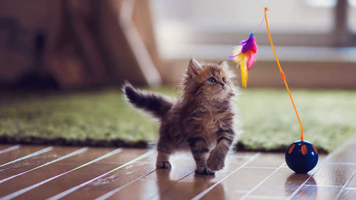 Piñón Edad adulta sorpresa Los mejores juegos para gatos recién nacidos | Mundo Gato