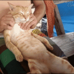 A los gatos también les gustan los masajes