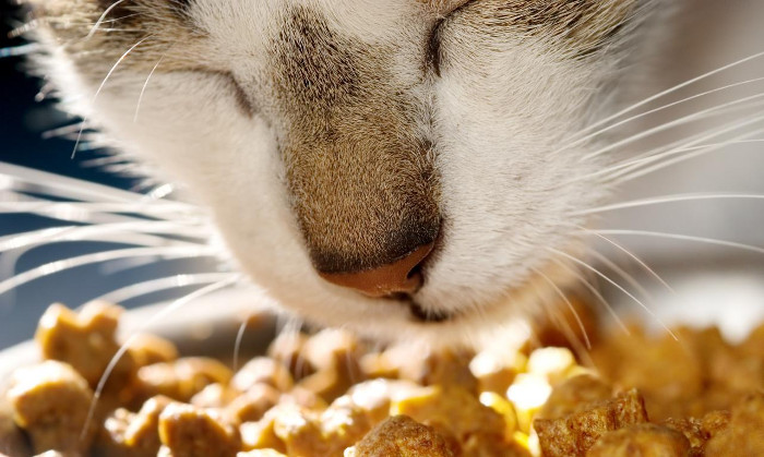 Deficiencia taurina en los gatos: síntomas y tratamiento | Gato