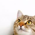 Leyendas urbanas sobre gatos