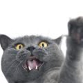 Adivinar si tu gato es zurdo o diestro