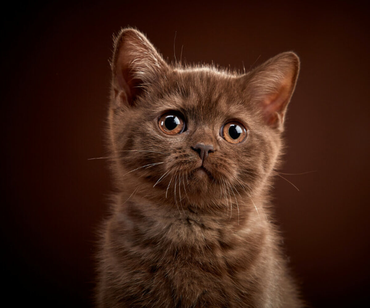 Consejo germen pestaña Por qué a mi gato le llora un ojo? | Mundo Gato
