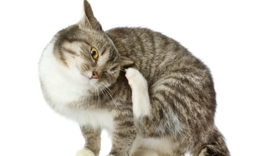 ¿Qué pasa si mi gato lame el antipulgas?