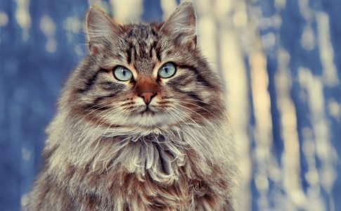 Indicios de que tu gato será grande