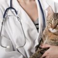 ¿Tiene mi gato infección de orina?