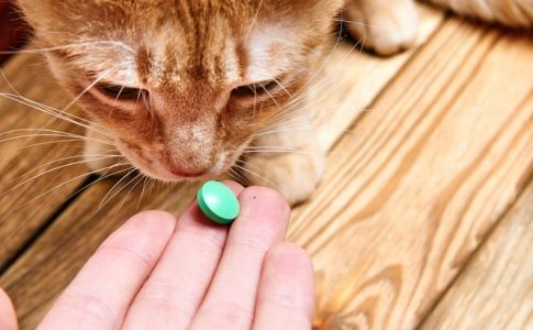 Nombre de la pastilla antiparasitaria para gatos