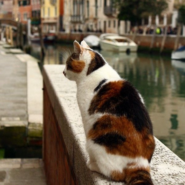 Nombres italianos gatos | Mundo Gato