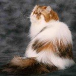 Gato Persa Calicó tres colores