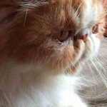 Carácter del gato Persa Calicó