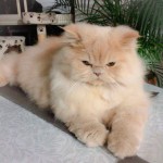 Características de los gatos Persa Cameo