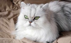 Raza de gato persa Chinchilla Silver