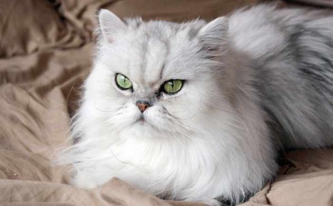 Raza de gato persa Chinchilla Silver