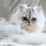 Curiosidades del gato persa Chinchilla Silver