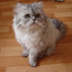 Tonalidades del gato Persa Shaded Silver