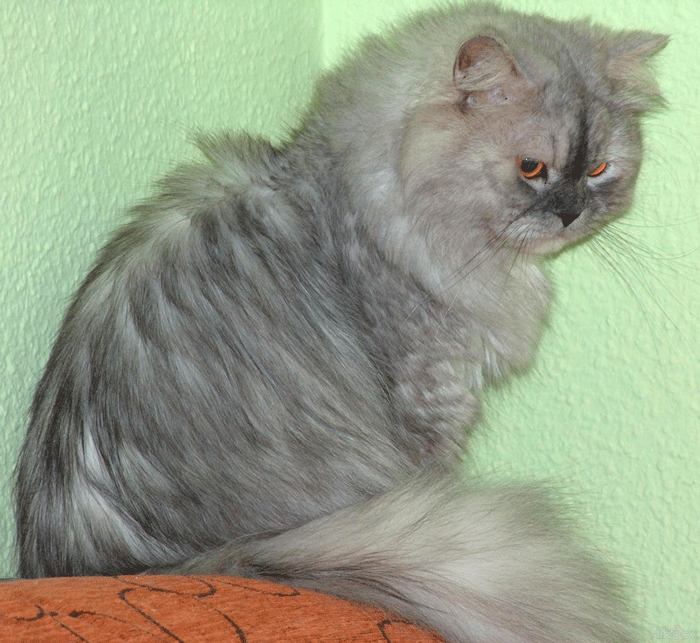 Comportamiento de los gatos Persa Shaded Silver
