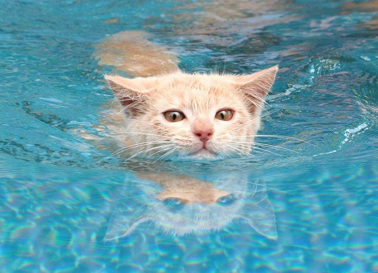¿Los gatos temen al agua?