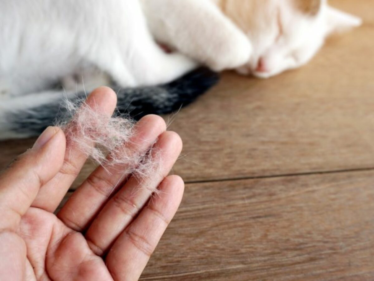 Cuáles son las causas de la caída de pelo en los gatos? | Mundo Gato