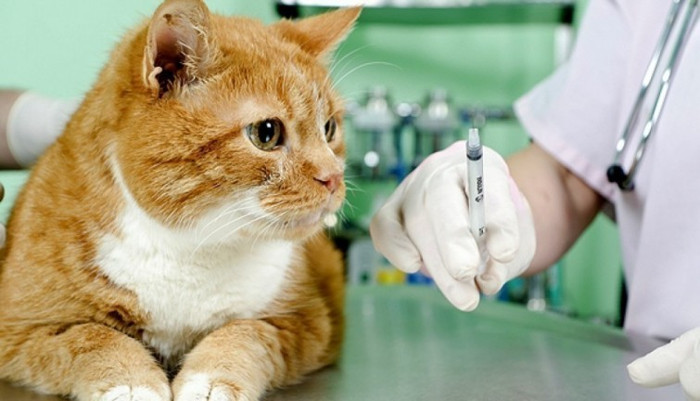 ¿Es importante vacunar a los gatos?