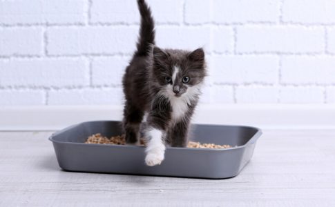 ¿Por qué los gatos escarban su comida?