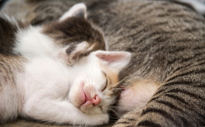 Gatitos que nacen con los ojos cerrados