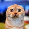 Gatos vs Pepinos