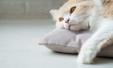 Signos de aburrimiento en tu gato