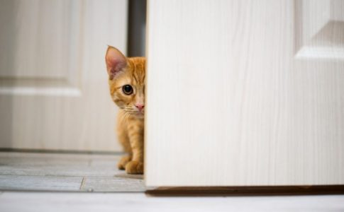 Significado de un gato intentando entrar en la casa