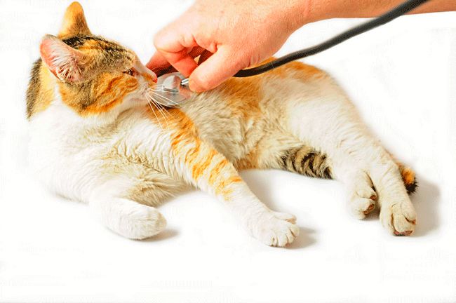 por ejemplo Competitivo embotellamiento Cuánto cuesta castrar a un gato? | Mundo Gato