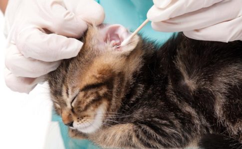 Cómo tranquilizar a tu gato en el veterinario