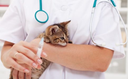 Edad de la primera vacuna de tu gato