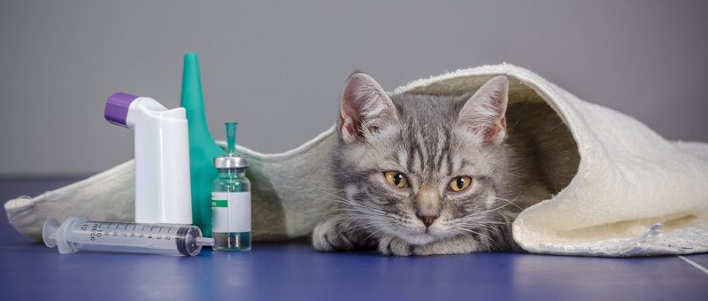 Cuál es de de un gato asma? | Mundo Gato