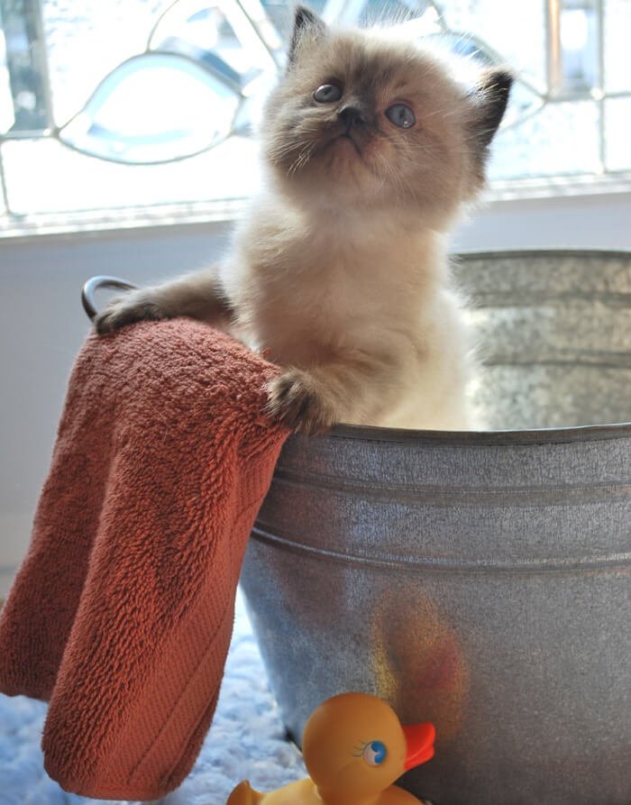 puedo-banar-a-mi-gato