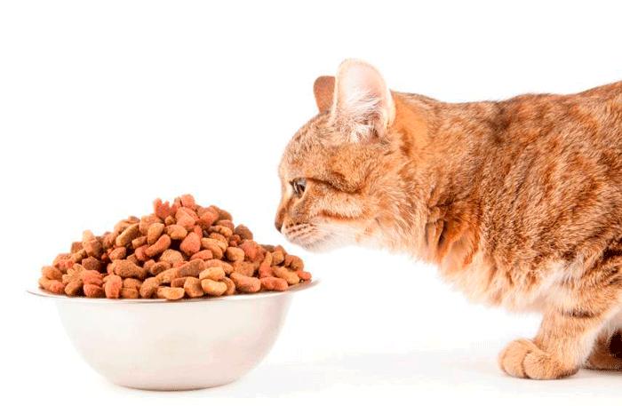 Alimentos que no deben tomar los gatos